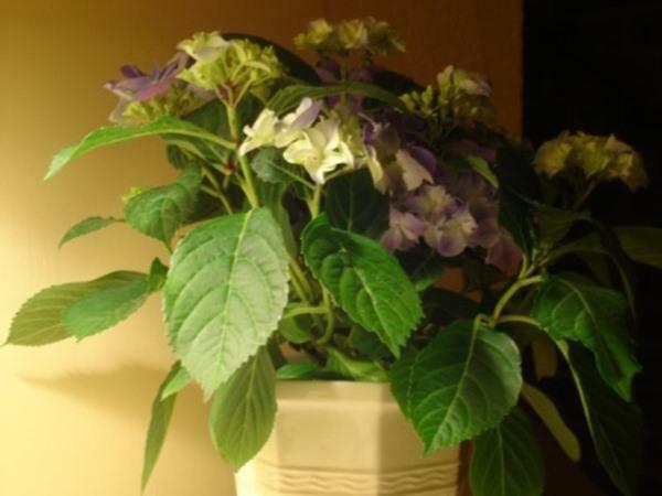 The Old Manor House B & B Brasted Bagian luar foto